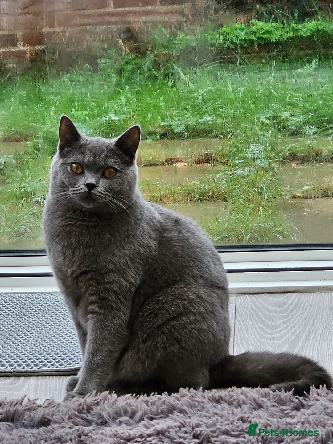 British Shorthair cats for sale: BRITISH SHORTHAIR KITTEN MALE AND FEMALE - Advert 2