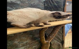 Ragdoll cats for stud: Active gccf stud chocolate carrier seal point  in Grantham - Image 6
