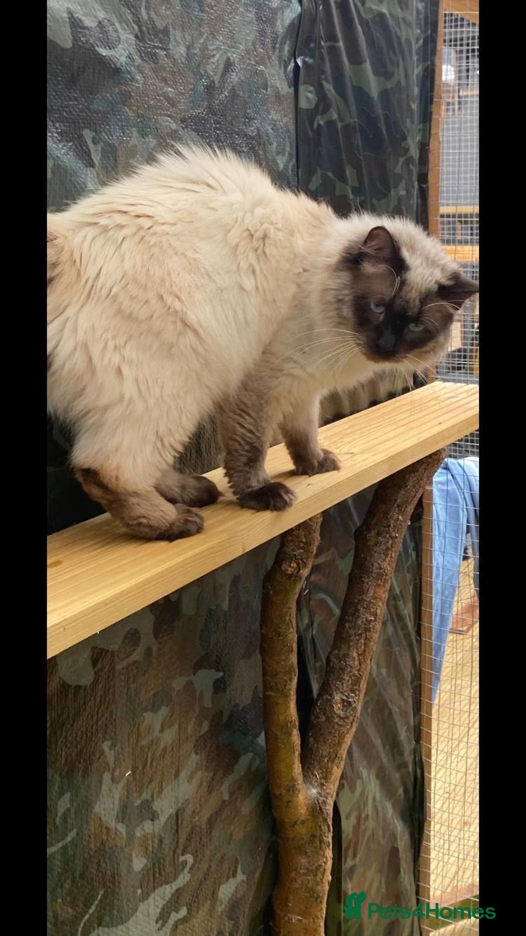 Ragdoll cats for stud: Active gccf stud chocolate carrier seal point  in Grantham - Image 6