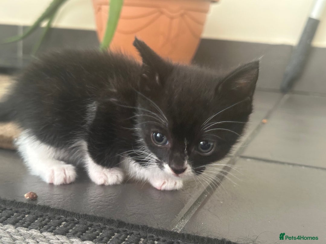 Scottish Fold cats for sale: Scottish fold straight (mix) - Image 6