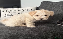 Mixed Breed dogs for sale: Yorkie bichon X bichon frise - Image 9