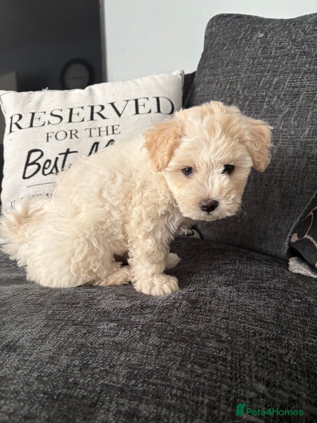 Mixed Breed dogs for sale: Yorkie bichon X bichon frise - Image 9