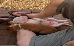 Boxer dogs for sale: Zero heart score mum. Only one puppy left - Image 4