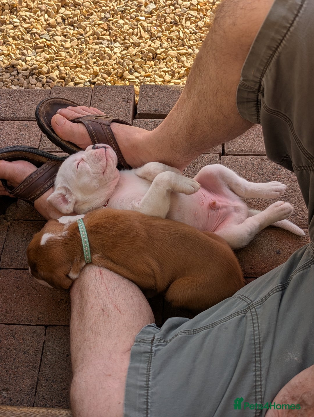 Boxer dogs for sale: Zero heart score mum. Only one puppy left - Image 4