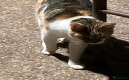 Mixed Breed cats for sale: Playful kittens for sale - Image 1