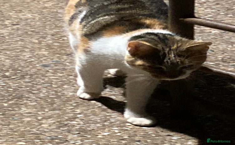 Mixed Breed cats - Advert 13