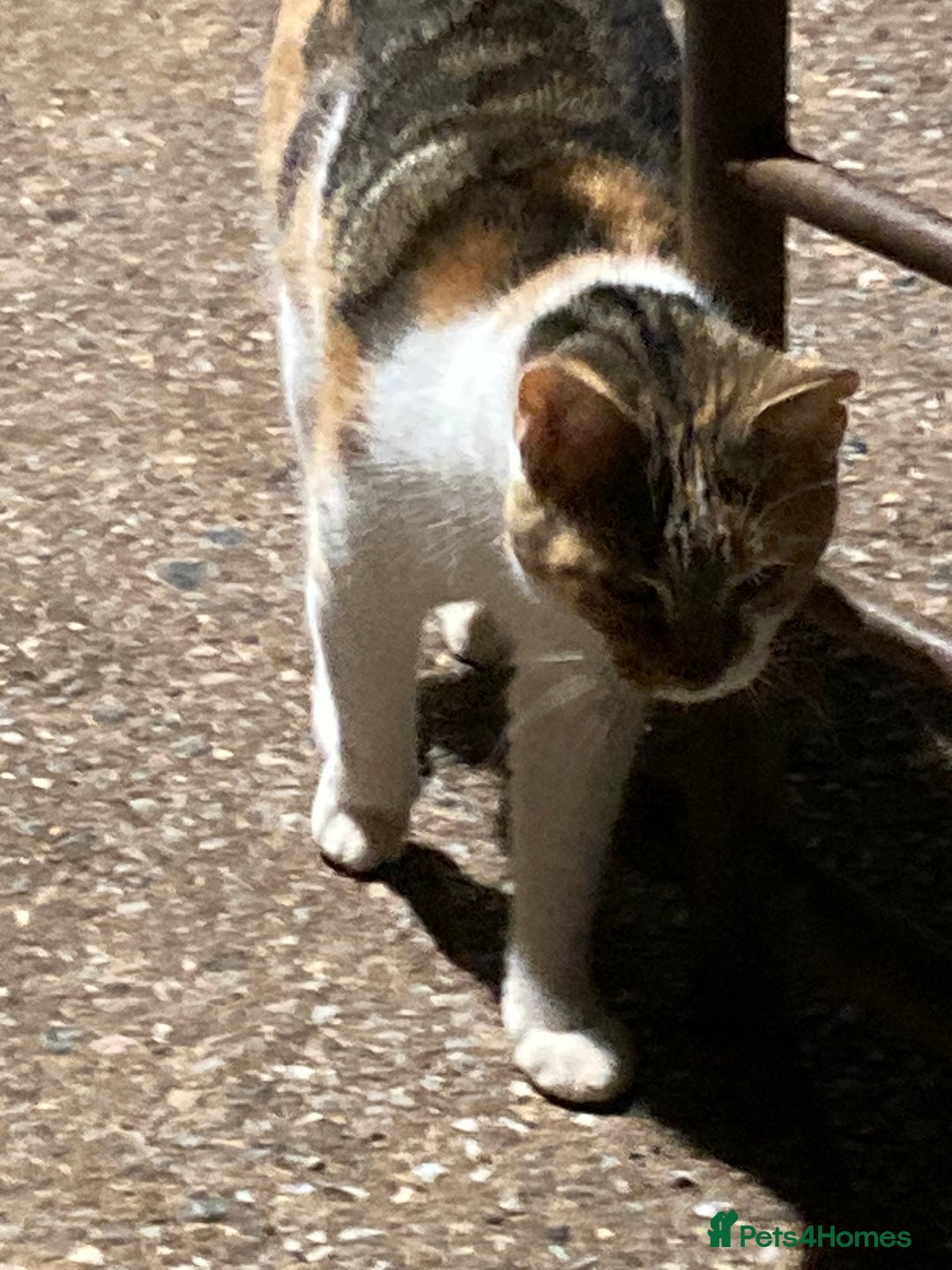 Mixed Breed cats for sale: Playful kittens for sale - Image 1