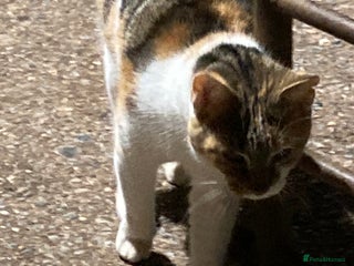 Mixed Breed cats - Advert 4