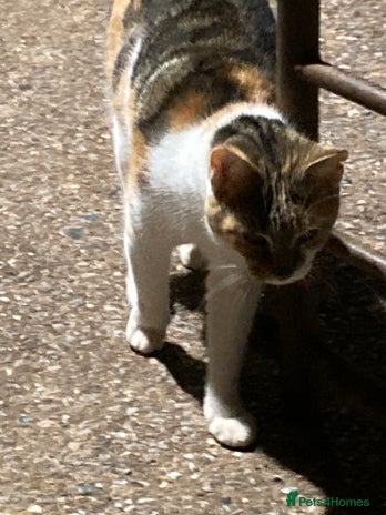 Mixed Breed cats - Advert 13