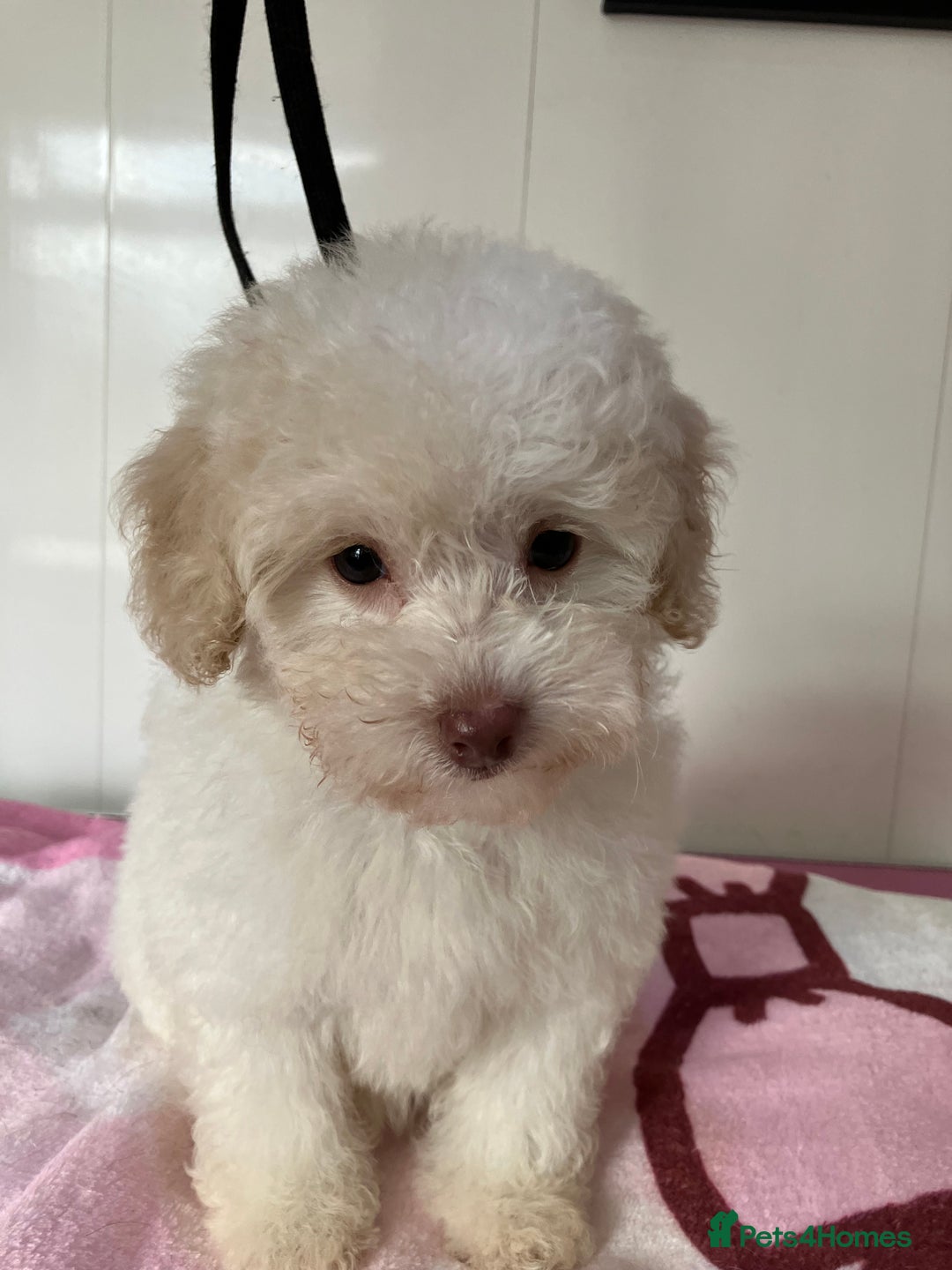 Toy Poodle dogs for sale: Toy poodle puppies - Image 3