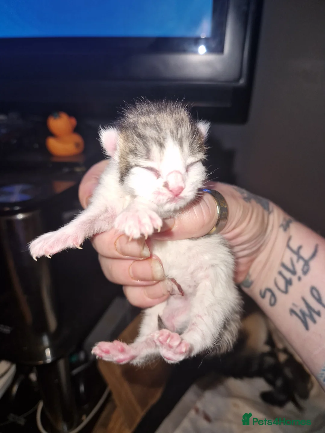 British Shorthair cats for sale: British shorthair kittens  - Advert 1