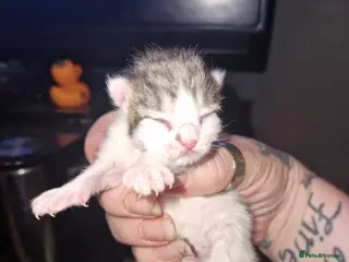 British Shorthair cats British shorthair kittens - Advert 1