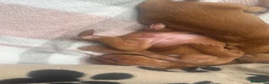 Cocker Spaniel 2