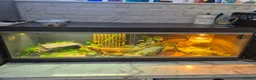Bearded Dragon reptiles for sale: Bearded dragon for sale - Advert 2