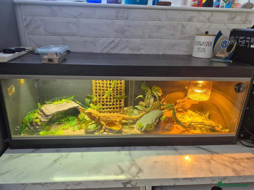 Bearded Dragon reptiles for sale: Bearded dragon for sale - Advert 2