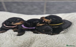 Rottweiler dogs for sale: Stunning Rottweiler puppy’s  - Image 1