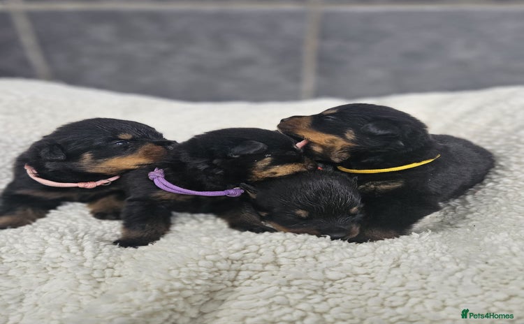 Rottweiler dogs - Advert 2
