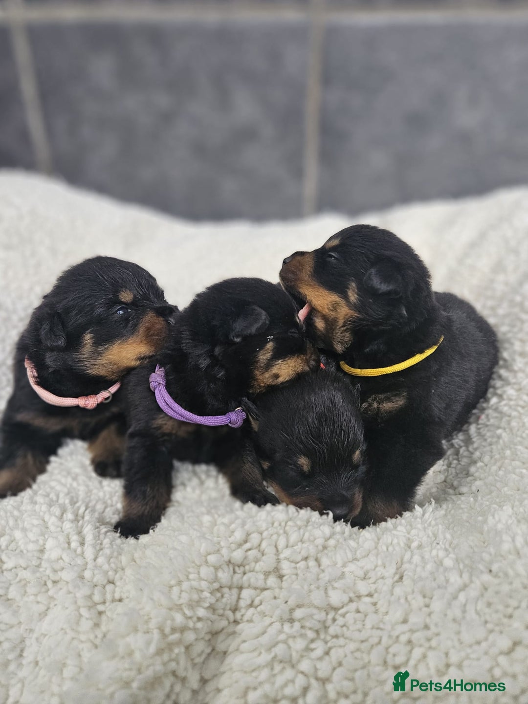 Rottweiler dogs for sale: Stunning Rottweiler puppy’s  - Image 1