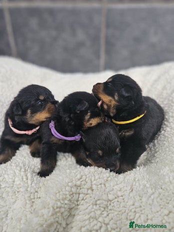 Rottweiler dogs - Advert 2