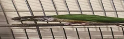 Conures birds for sale: Green cheeked conure for sale with good size cage  - Advert 3