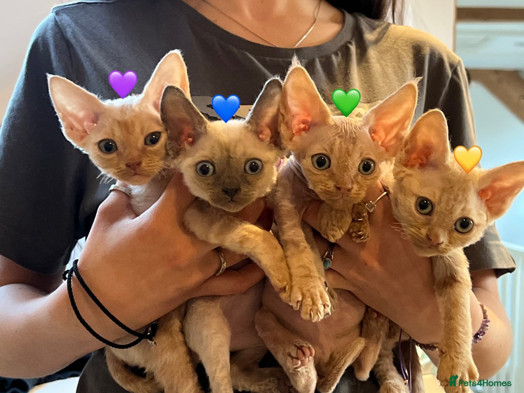 Devon Rex cats for sale: 1 girl left. Stunning Devon Rex GCCF kittens  - Image 10