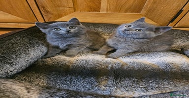 British Shorthair cats - Advert 12