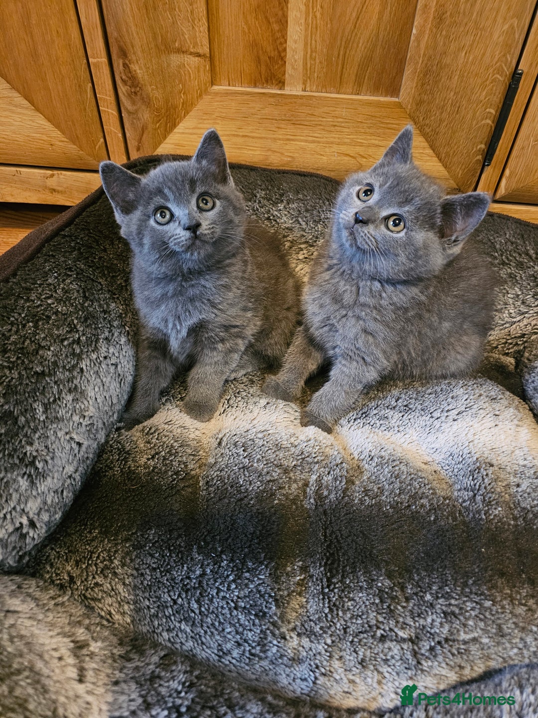 British Shorthair cats for sale: British shorthair kittens for sale.  - Image 3