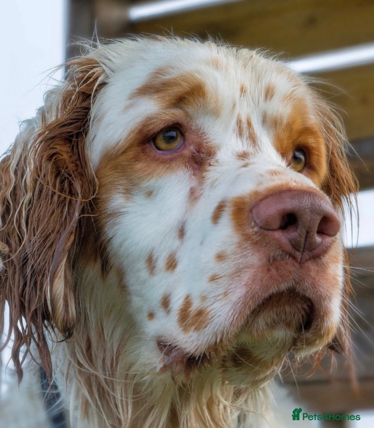 Clumber Spaniel dogs Kc reg Clumber spaniel for stud  - Advert 11