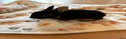 Rex rabbits for sale: Black Otter Mini Rex Bunnies  - Advert 17