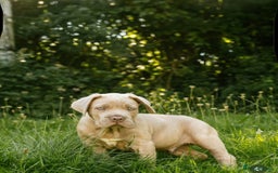 Mastiff dogs for sale: Mastiff pups  - Image 15