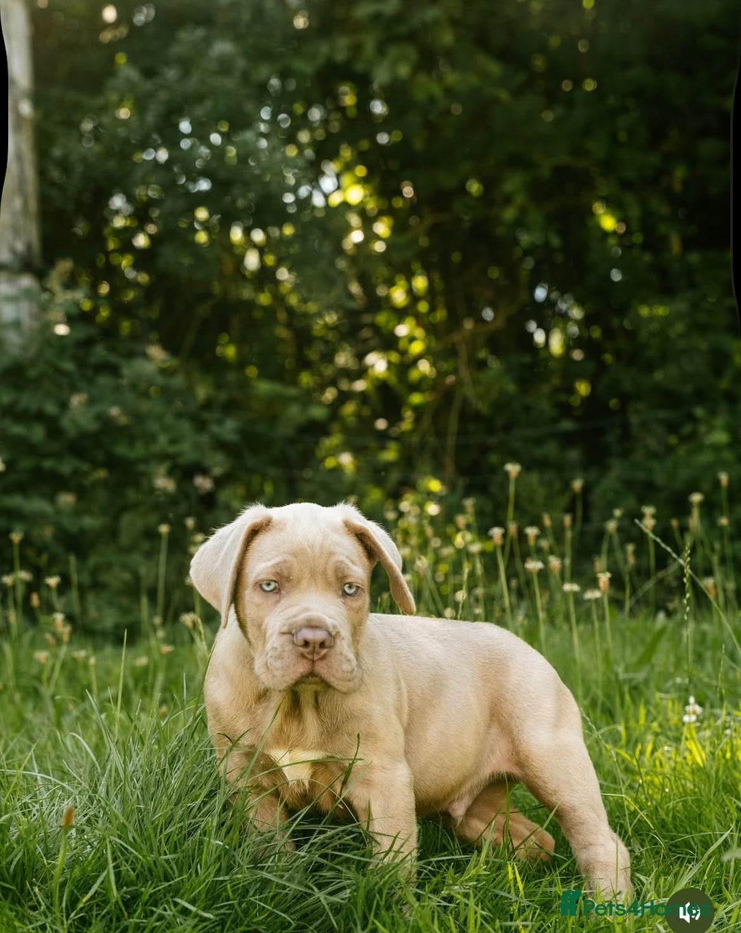 Mastiff dogs for sale: Mastiff pups  - Image 15