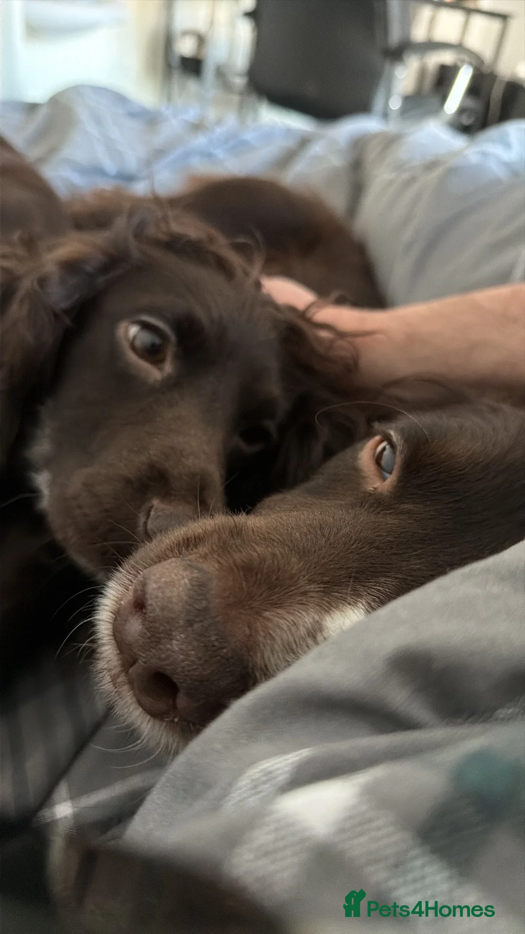 Cocker Spaniel dogs for sale: Working cockerspaniel puppies in Peterborough - Advert 7