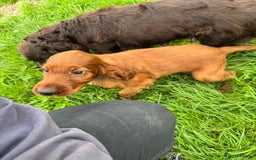 Irish Setter dogs for sale: Stunning Irish Red Setters pups - 1 Boy left - Image 12