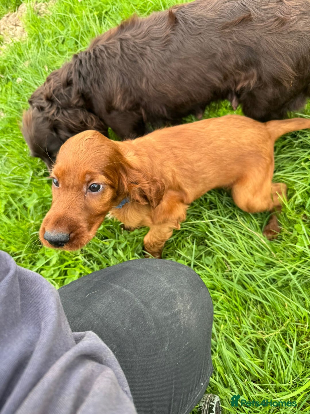 Irish Setter dogs for sale: Stunning Irish Red Setters pups - 1 Boy left - Image 12