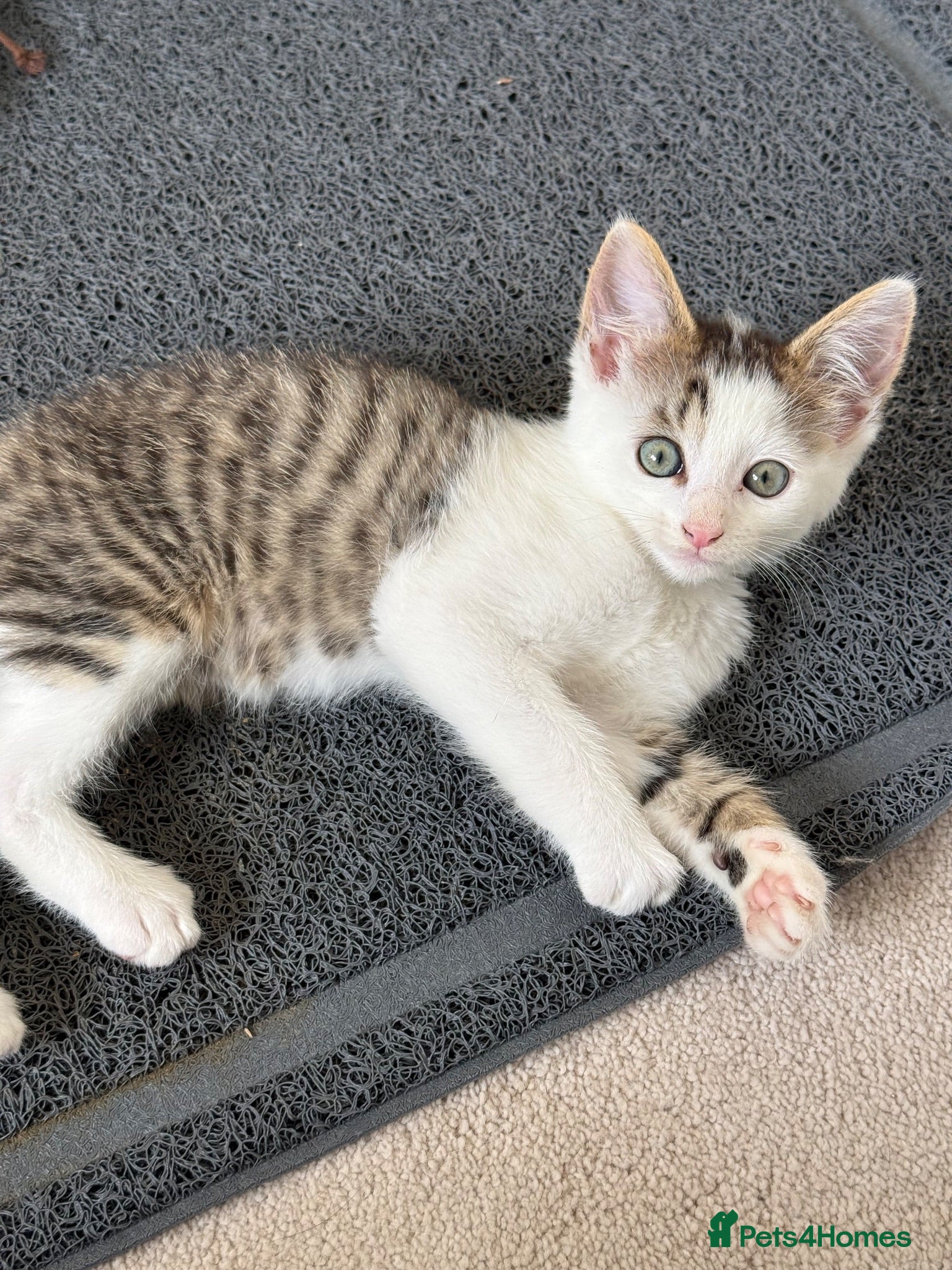 Domestic Shorthair cats 1/4 Maine Coon and 3/4 Domestic Shorthair - Advert 5