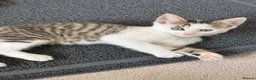 Domestic Shorthair cats for sale: 1/4 Maine Coon and 3/4 Domestic Shorthair - Advert 1