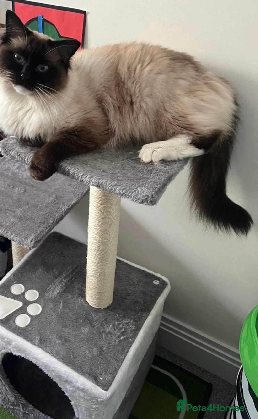 Ragdoll cats for sale: Male seal point Ragdoll looking to be re homed  - Advert 2