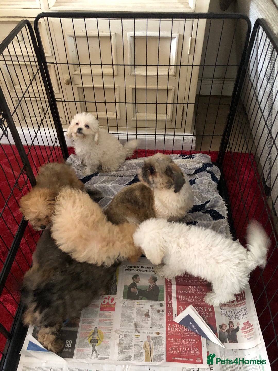 Shihpoo dogs for sale: shihpoo puppies for sale  - Image 26