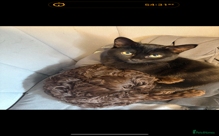 Mixed Breed cats - Advert 1