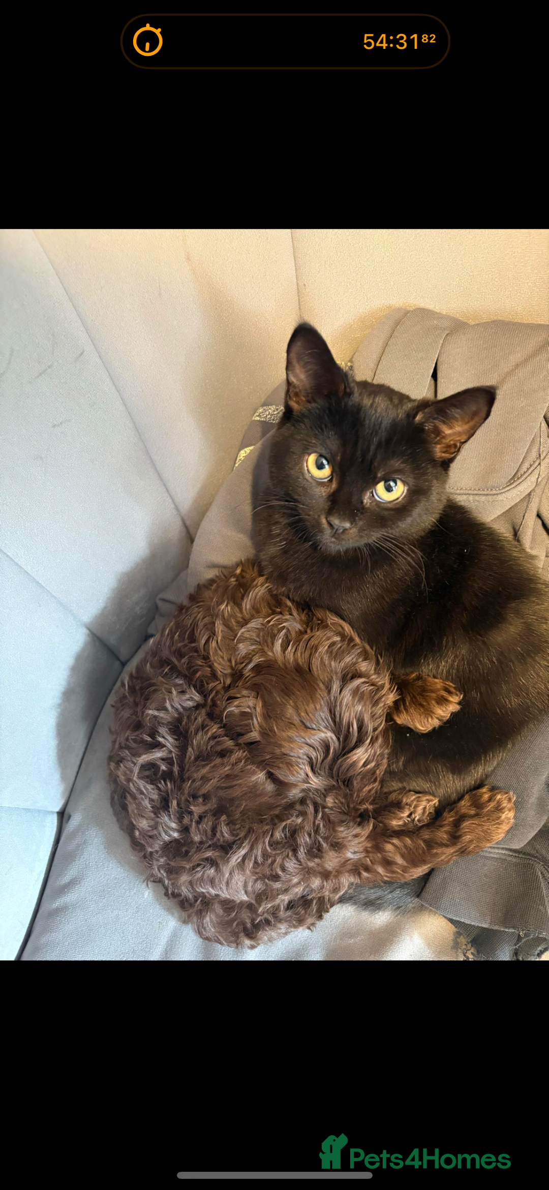 Mixed Breed cats for sale: Female cat needing forever home  - Image 1