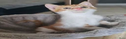 Mixed Breed cats for sale: 2 Ginger and 1 gray male cats - READY TO GO - Advert 5