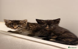 Mixed Breed cats for sale: Two female kittens for sale - Image 1