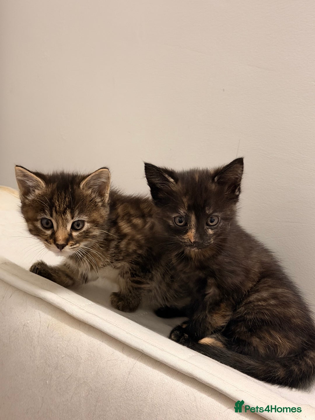 Mixed Breed cats for sale: Two female kittens for sale - Image 1