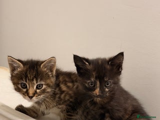 Mixed Breed cats - Advert 8