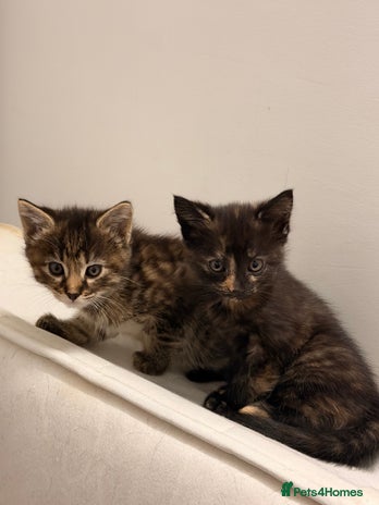 Mixed Breed cats - Advert 4
