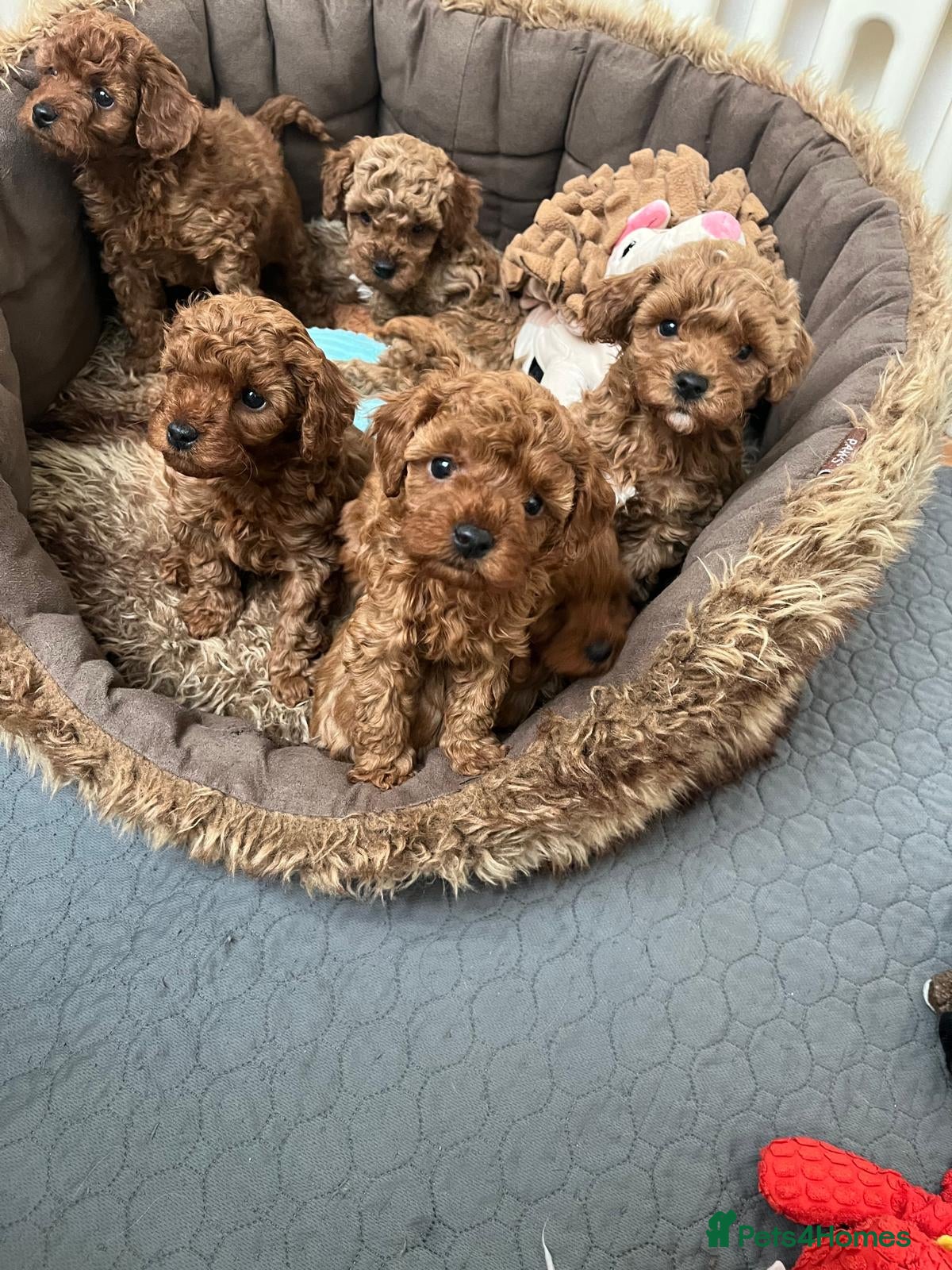 Cavapoo dogs Merlesque 5⭐️ F1b curly teddy bear coats  - Advert 1