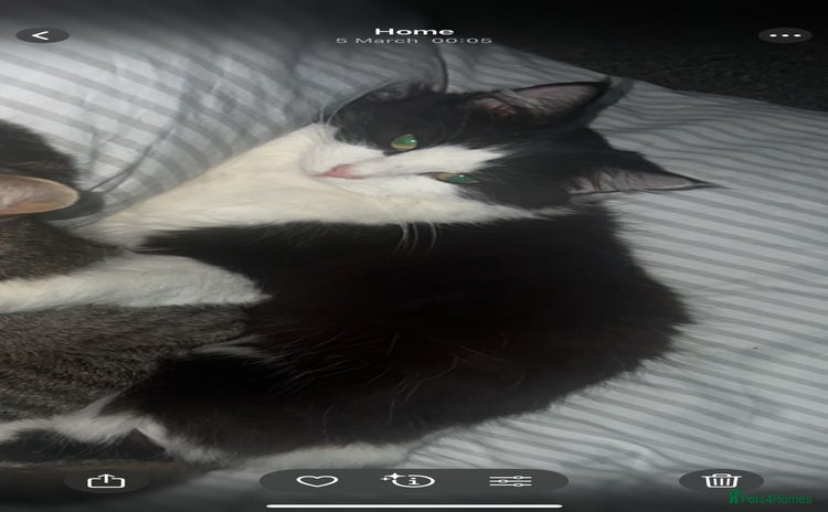 Mixed Breed cats - Advert 11