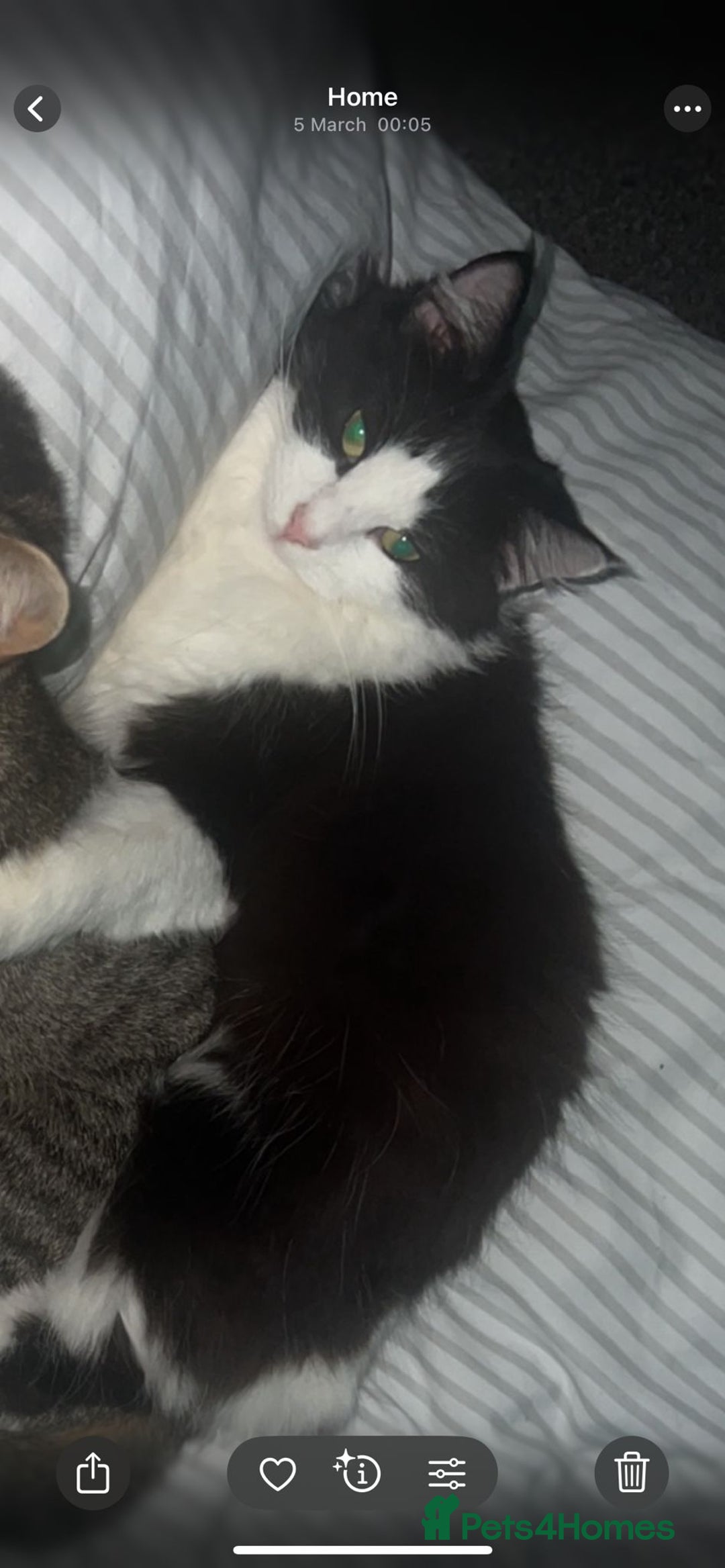 Mixed Breed cats for sale: Rehoming cat - Image 1