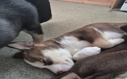 Mixed Breed dogs for sale: Husky mix puppies. Ready to leave! - Image 19