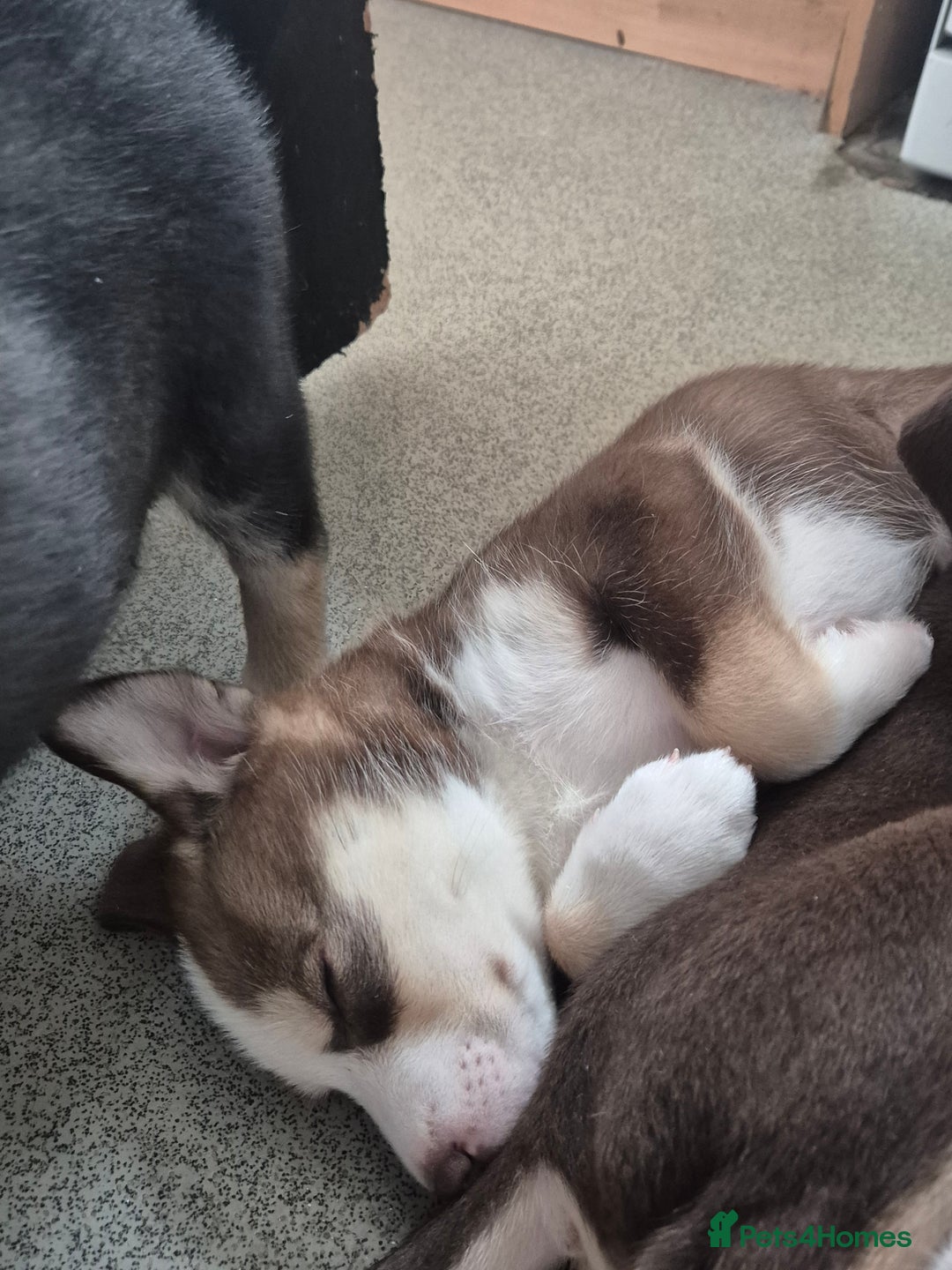 Mixed Breed dogs for sale: Husky mix puppies. Ready to leave! - Image 19